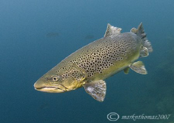 Brown Trout.
Capernwray. D200 10.5mm. by Mark Thomas 